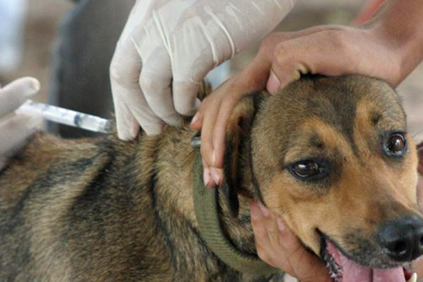 Confirmados dos casos de rabia canina en Melilla