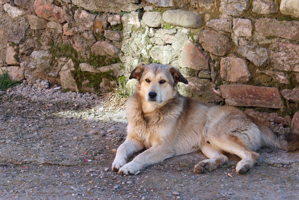 Trabajos de limpieza para condonar multas por no recoger heces caninas