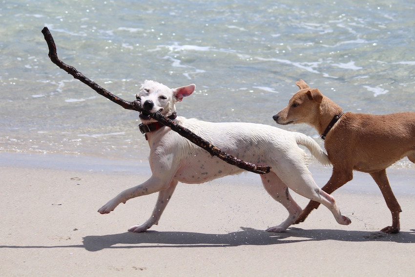 El Colegio de Valencia da consejos útiles para proteger a los perros este verano