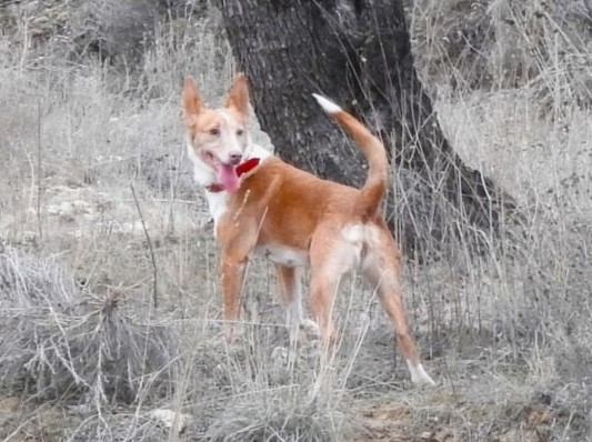 El Colegio de Veterinarios de Asturias advierte del aumento de casos de la enfermedad de Aujeszky en perros