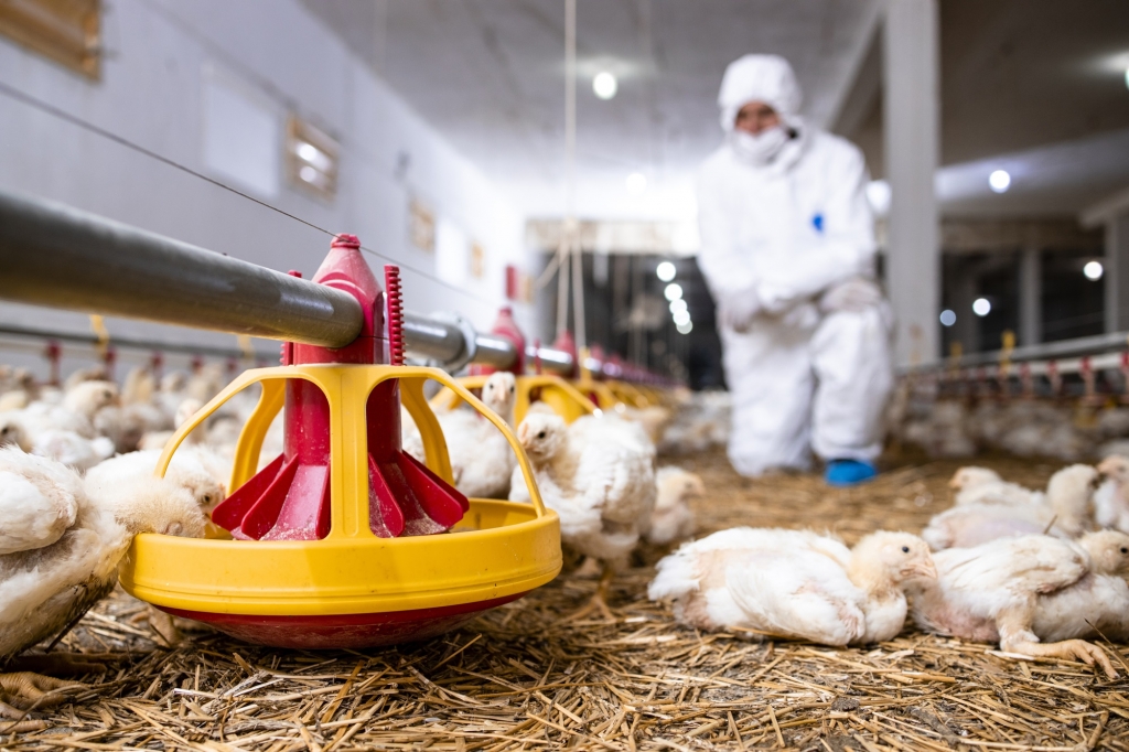 La labor de los veterinarios, clave para que los consumidores accedan a alimentos seguros y producidos con el máximo respeto al bienestar animal 