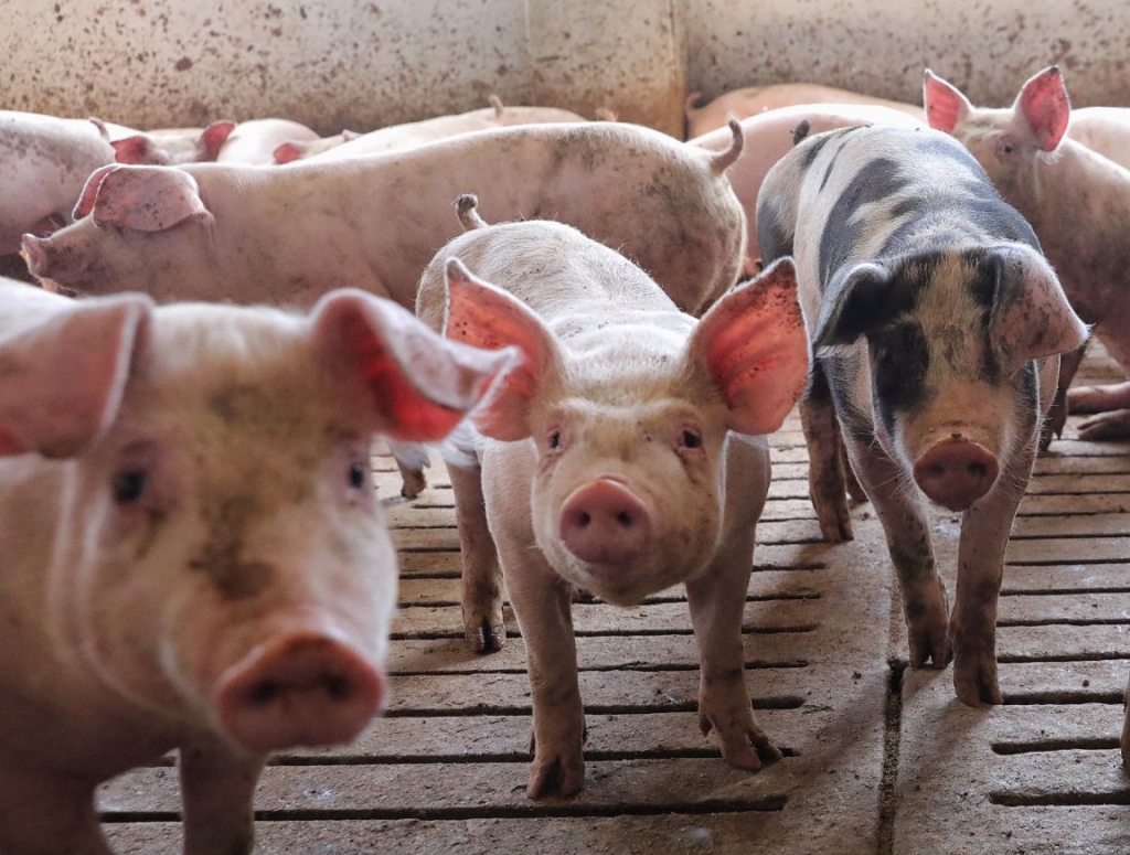 El Consejo General de Colegios Veterinarios pide al Ministerio de Agricultura un “enésimo esfuerzo” para evitar que la peste porcina africana llegue a España