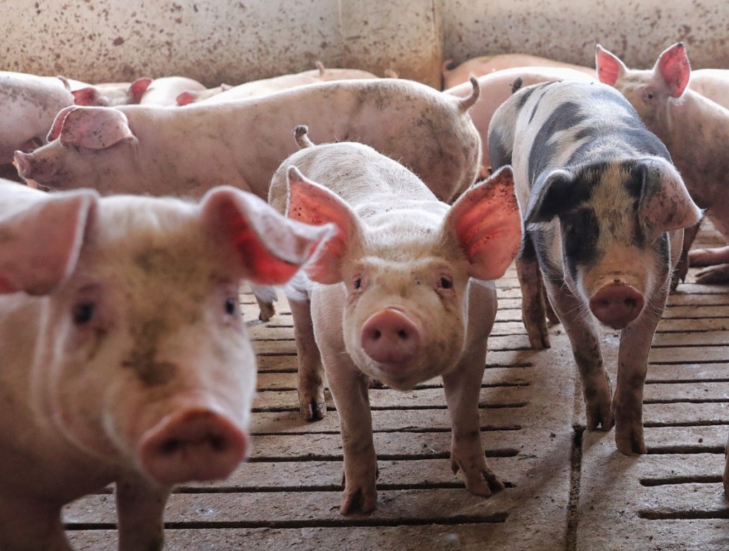 Cerca de 200 profesionales debatieron en Colvema sobre los nuevos retos del sector agroalimentario en sostenibilidad y bienestar animal