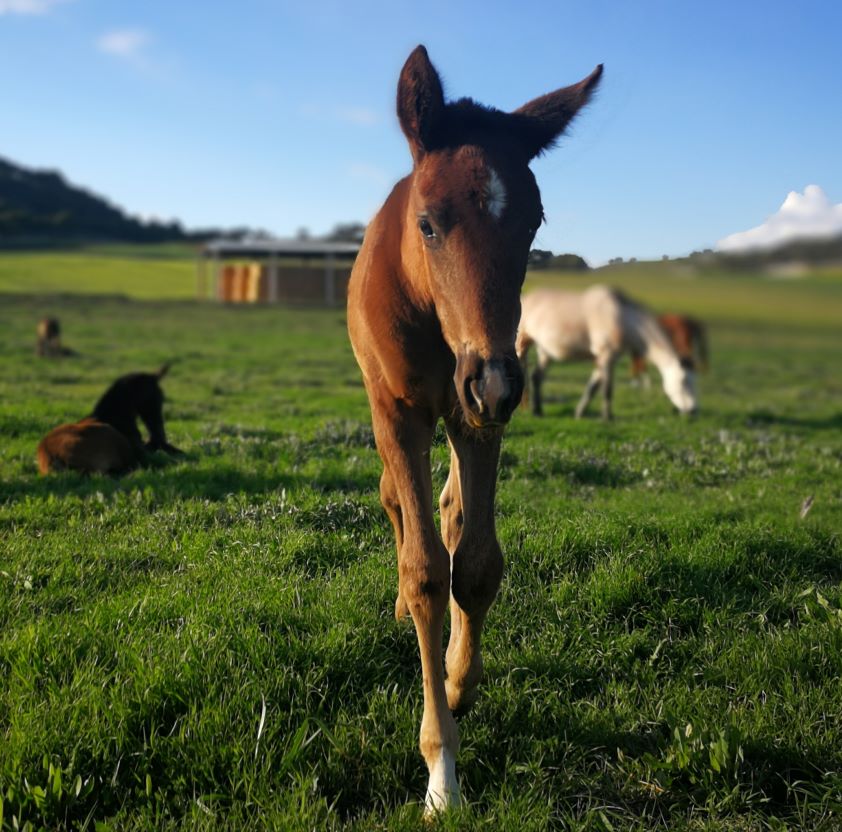 Alrededor de 300 veterinarios asistieron al curso de acceso y actualización en identificación equina