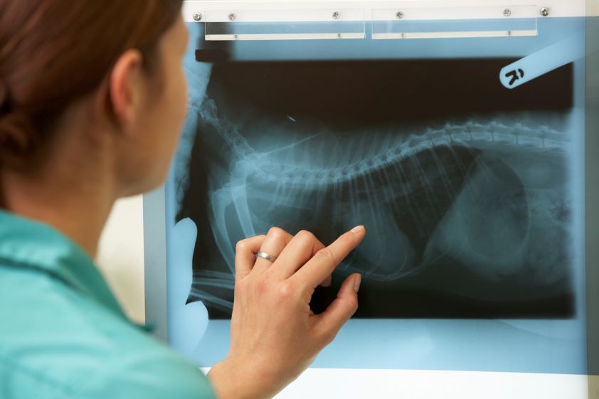 Siete de cada diez profesionales de la veterinaria menores de 35 años son mujeres