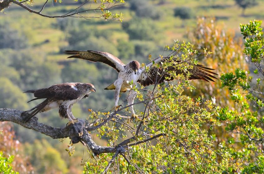 Los veterinarios atienden a más de 50.000 animales al año en los Centros de Recuperación de Fauna Silvestre de España