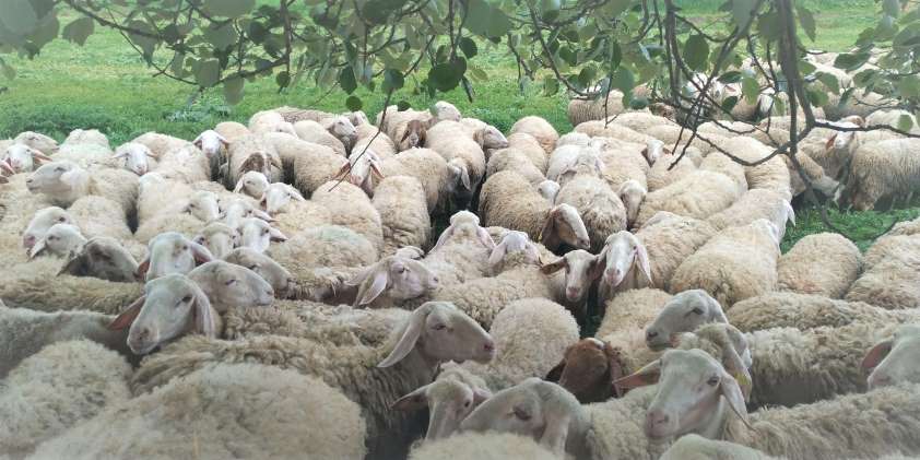 El Consejo de Castilla y León pide a las administraciones que permitan el esquileo de ovejas por motivos de sanidad animal y salud pública