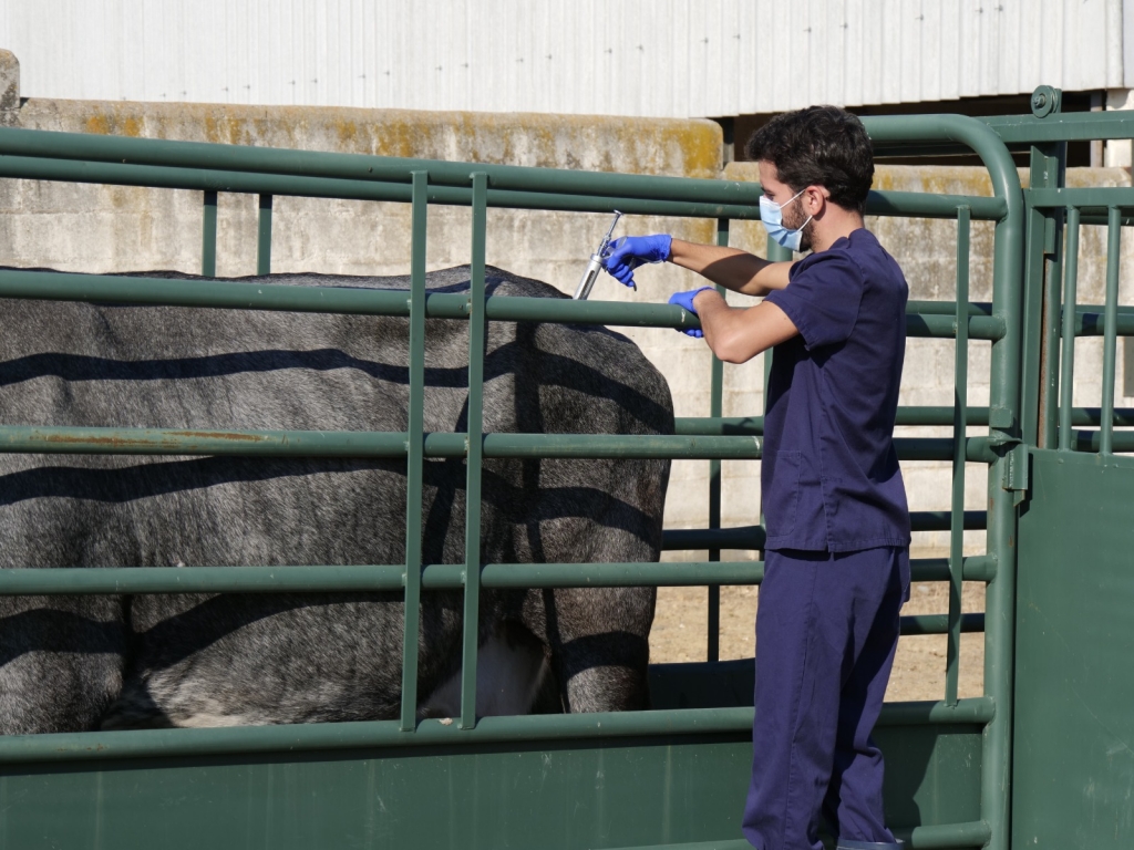 Luciano Diez considera que las medidas de saneamiento ganadero están dando buenos resultados frente a la tuberculosis bovina en Castilla y León