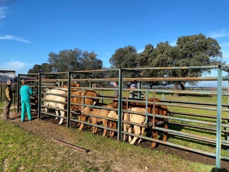 Labores de saneamiento de ganado vacuno, en la finca Cuarto del Campo, Villar de Plasencia (Cáceres)