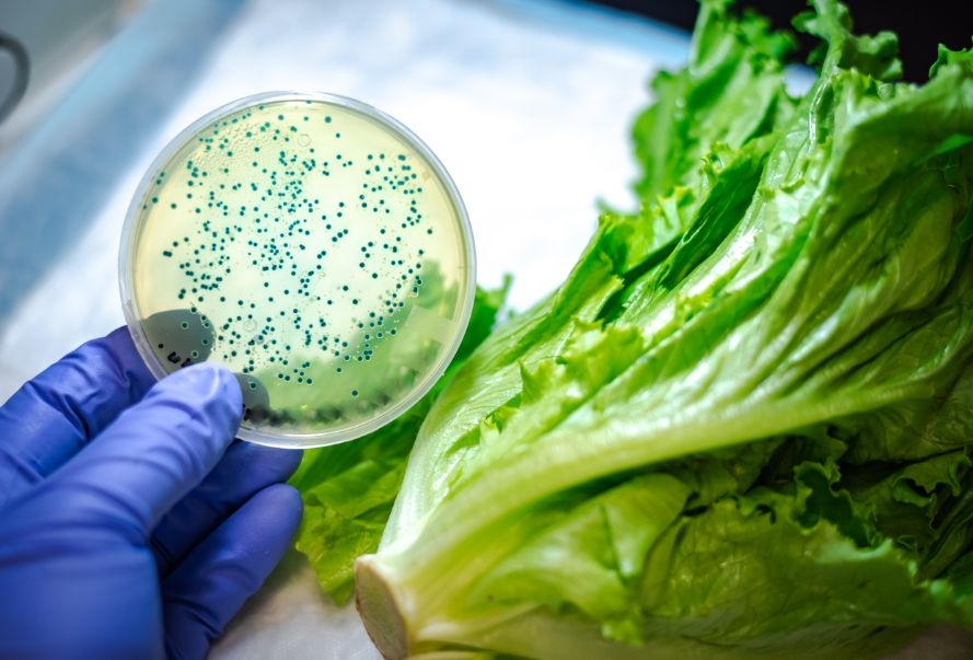 Las condiciones meteorológicas durante los meses estivales favorecen el desarrollo de microorganismos de transmisión alimentaria