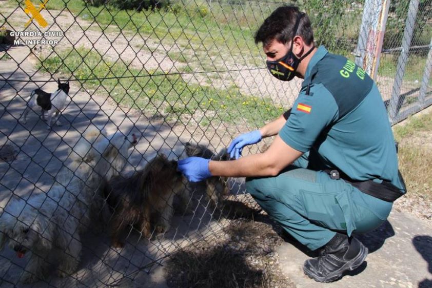 El Seprona y el oncólogo veterinario Francisco Clemente son reconocidos por el Colegio de Alicante