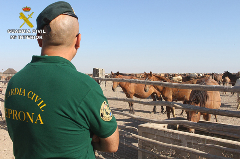 La Guardia Civil detuvo o investigó a 2.274 personas por delitos de medio ambiente y maltrato animal