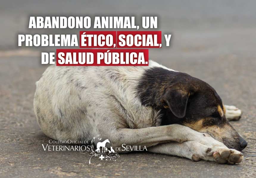 El Colegio de Sevilla resalta que el abandono de animales es un problema ético, social y de salud pública