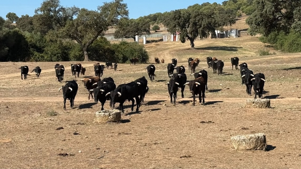 El Colegio de Sevilla acoge el Curso Superior de Especializaci&oacute;n Veterinaria en Espect&aacute;culos Taurinos