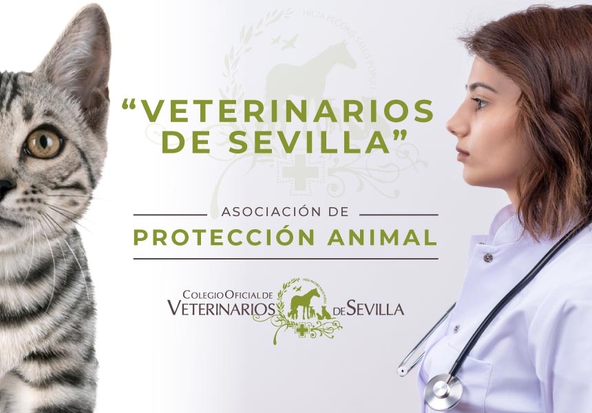 Creada la Asociación “Veterinarios de Sevilla”, dedicada de forma específica a la protección animal dentro del propio Colegio