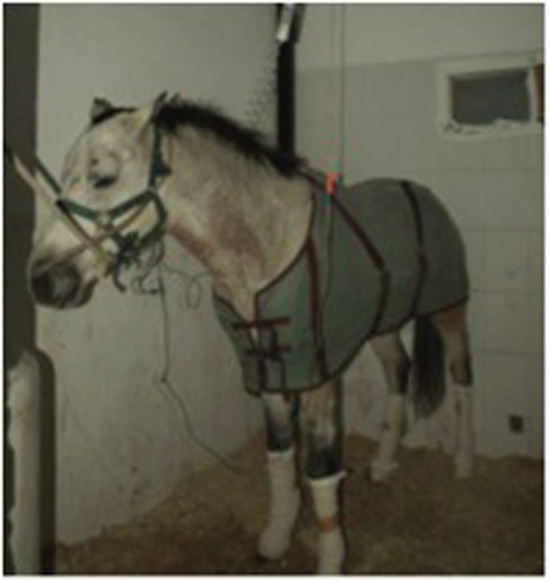 Curso on line sobre alteraciones digestivas en el caballo
