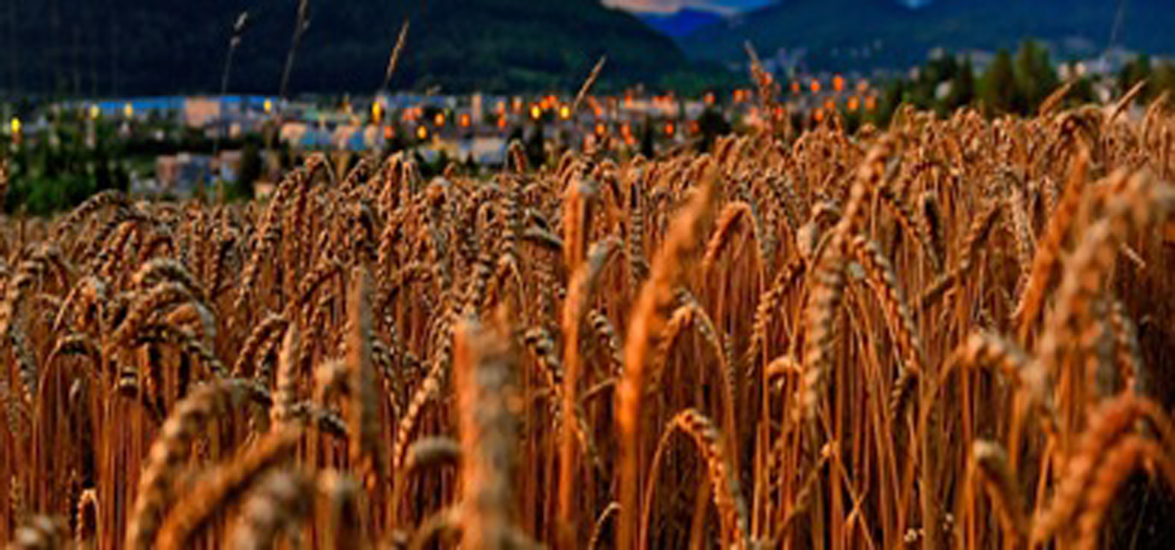 Premio al buen hacer en consumo para la Alianza Agroalimentaria Aragonesa