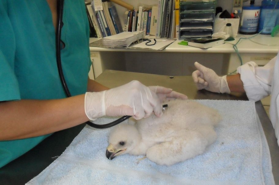 Toledo es la provincia con mayor presencia de águila imperial ibérica con la colaboración de los veterinarios