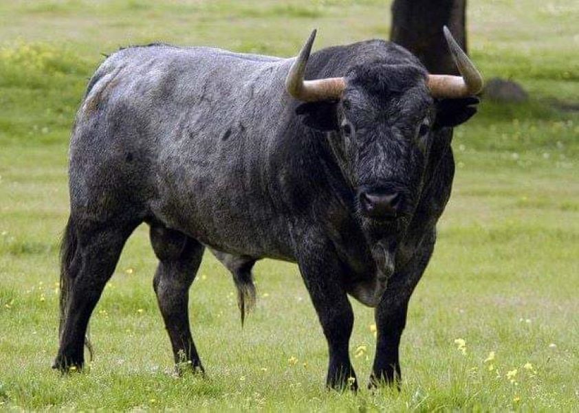 Los veterinarios de Valladolid destacan su función técnica en el desarrollo de espectáculos taurinos