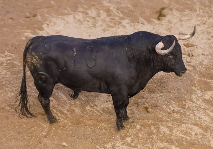 El Colegio de Sevilla distingue a un toro de la ganadería de Olga Jiménez como el mejor de los lidiados en la pasada Feria de Abril
