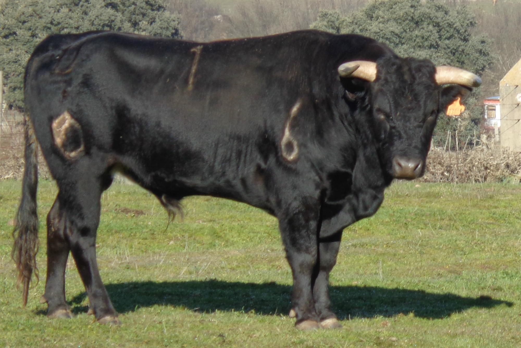 Los veterinarios de Castilla y León se reúnen con Agricultura y piden colaboración efectiva entre Consejerías para trabajar bajo el concepto ‘Una Salud’