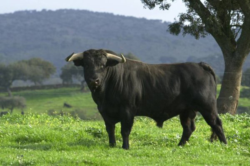 El Congreso Mundial Taurino de Veterinaria, los próximos días 22, 23 y 24 de junio