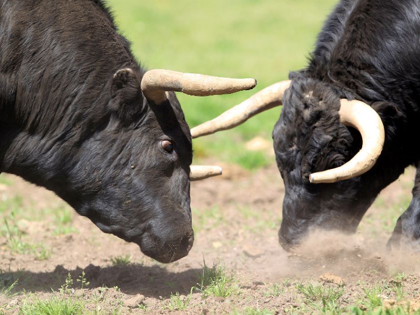 Castellón de la Plana acogerá el X Congreso Mundial Taurino de Veterinaria en junio de 2022