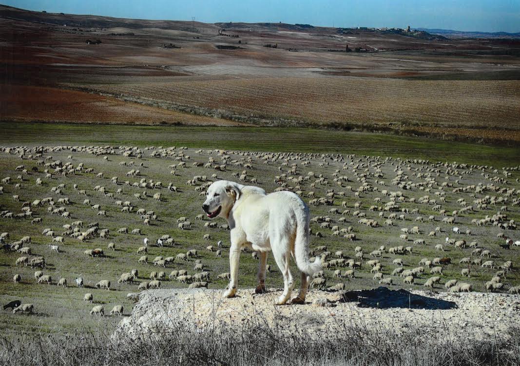Exposición fotográfica sobre la trashumancia