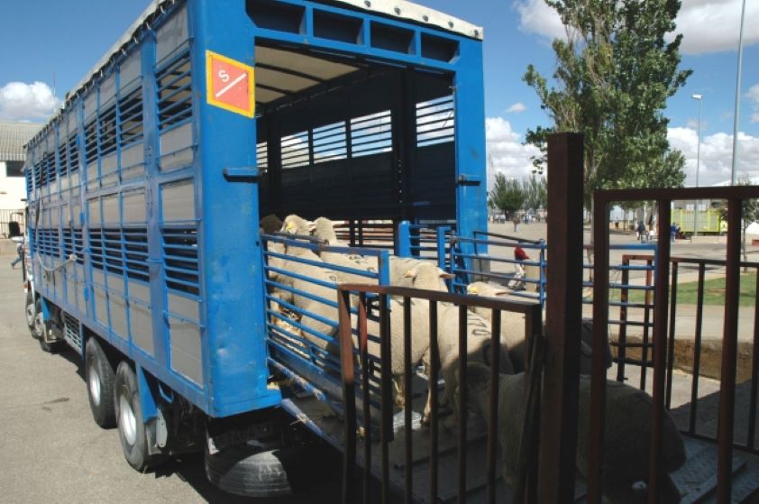 Un seminario analizó los impactos del transporte de animales de granja en su bienestar 
