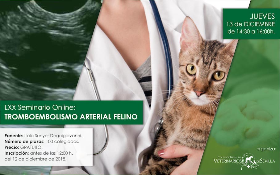 Seminario online "Tromboembolismo arterial felino, perdamos el miedo"