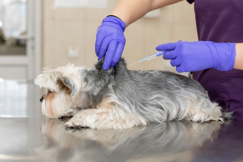 Prevenir la rabia a través de la vacunación canina resulta bastante más efectivo que el tratamiento médico en personas 