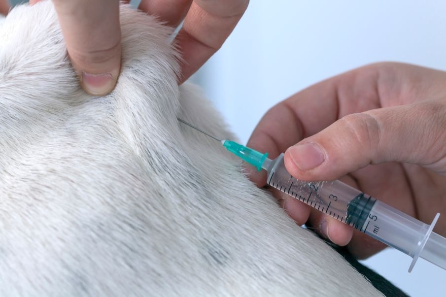 La inmunización de los animales es una garantía frente a la expansión de enfermedades infecciosas