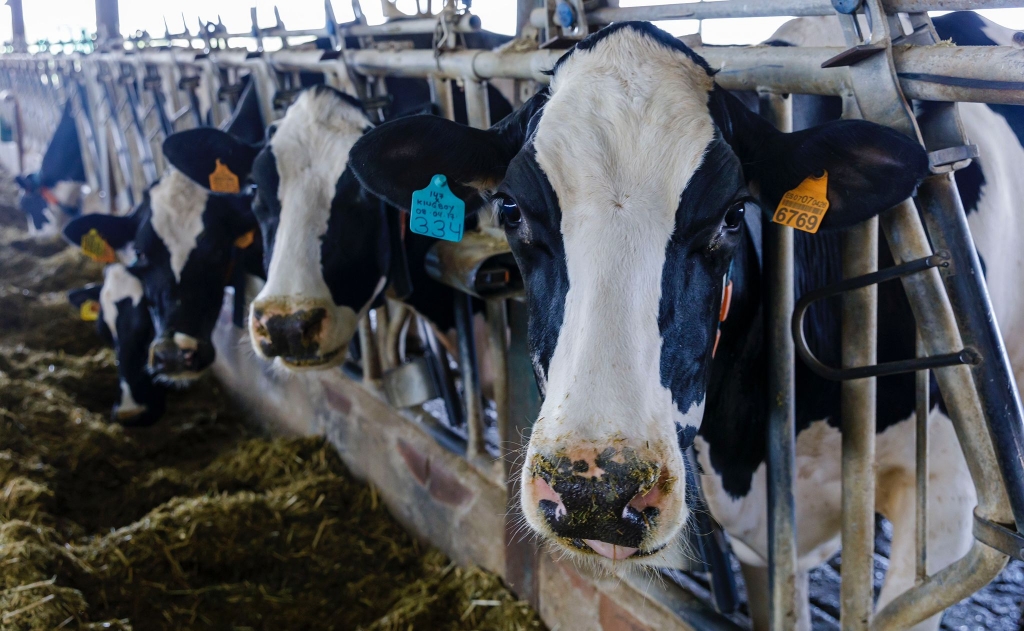 El Colegio de Veterinarios de Lugo aborda la estrategia de vacunación preventiva ante la dermatosis nodular bovina