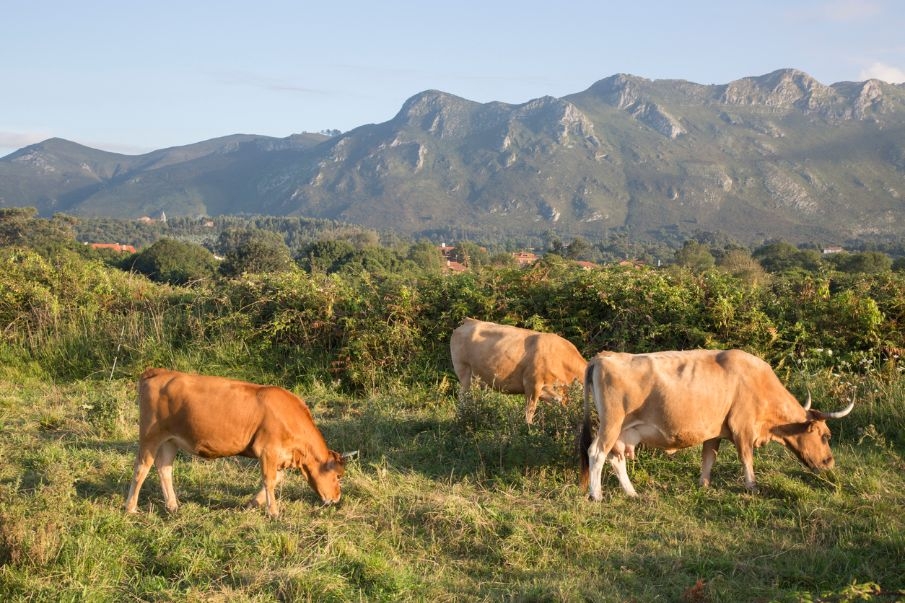 Los veterinarios subrayan la importancia de la ganadería como herramienta clave en la prevención de incendios