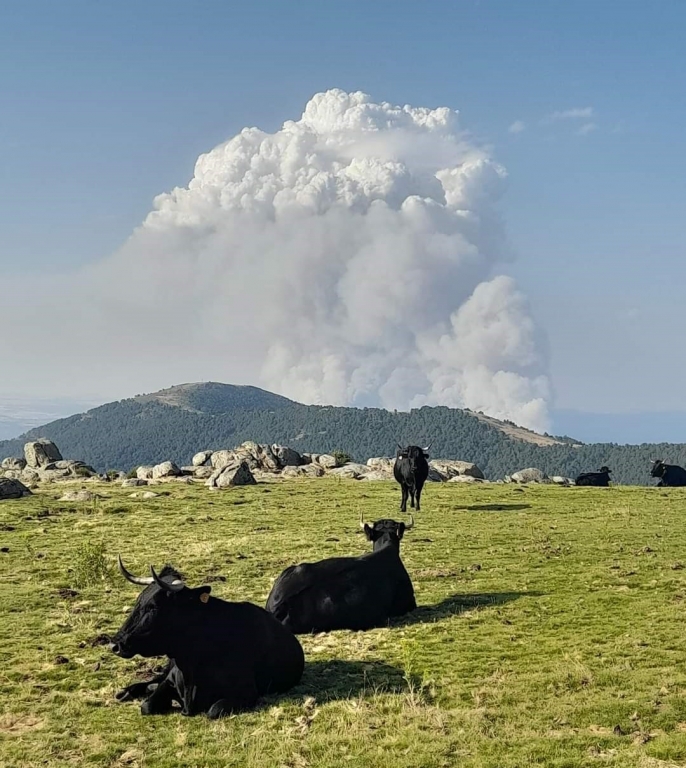 Los veterinarios de Castilla y León reclaman la reacción de las administraciones para proveer de agua y alimento a los animales supervivientes de los fuegos de Zamora