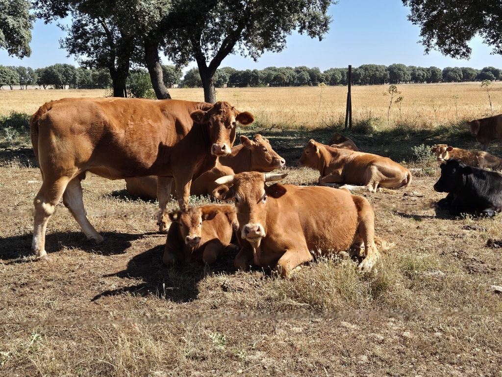 Veterinarios de Alicante piden reforzar la alerta preventiva ante la expansión de la lengua azul por buena parte de España