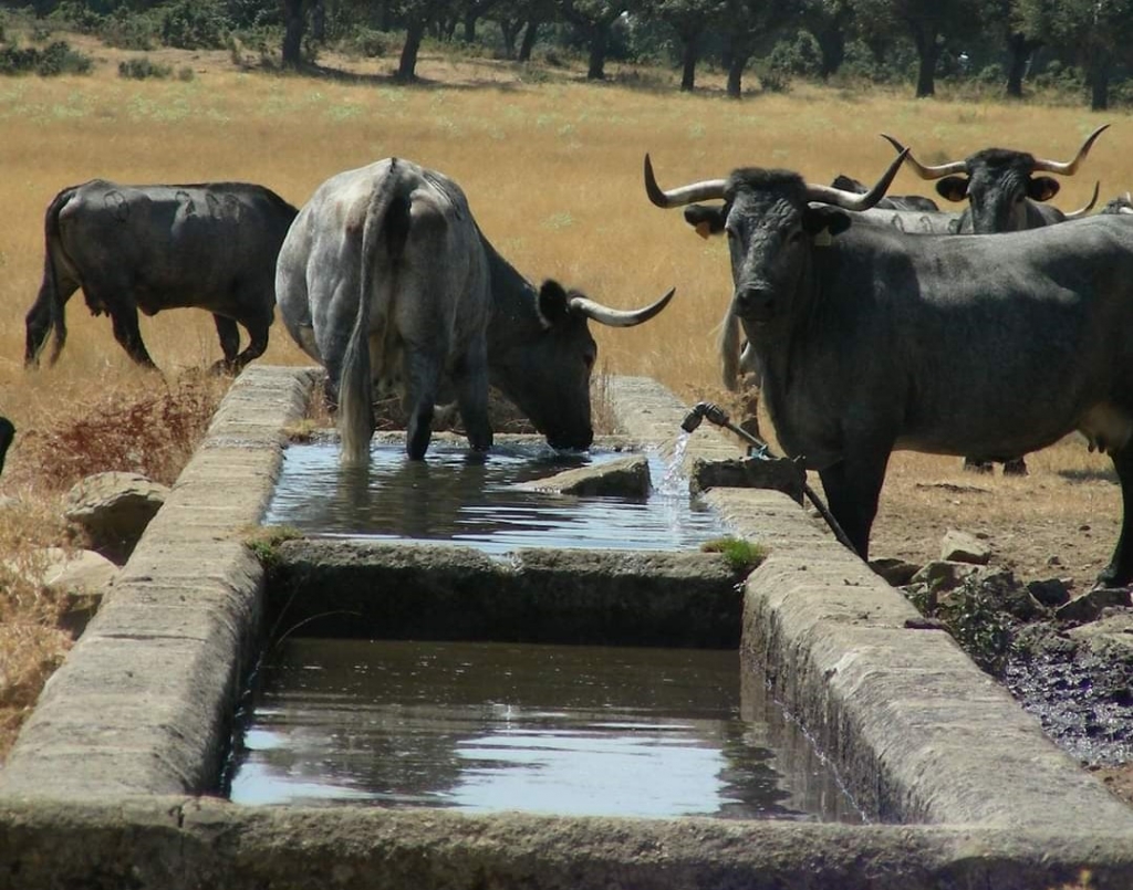 Vacas de raza morucha en el abrevadero