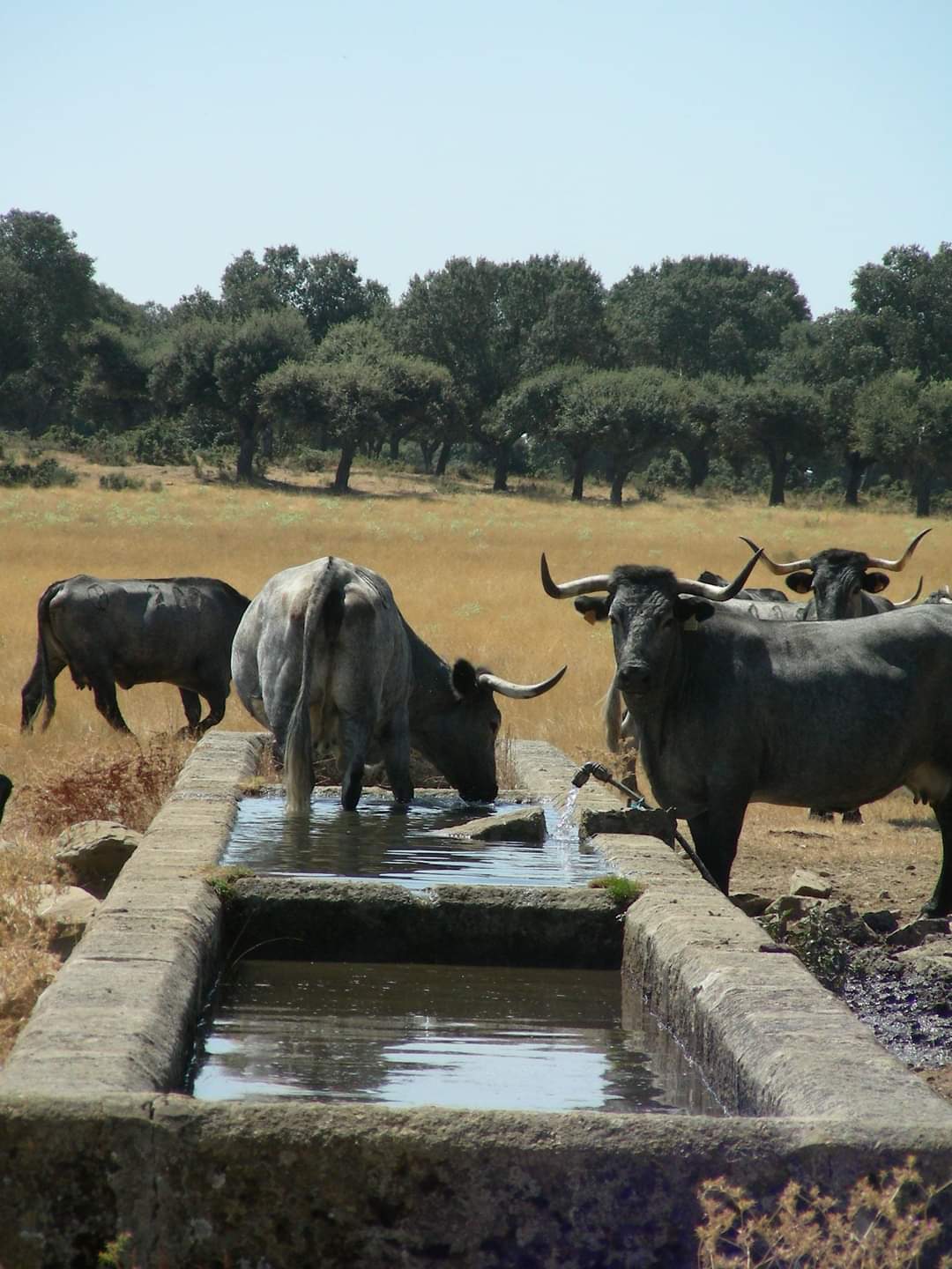 Un seminario web abordó el impacto de los residuos de la producción pecuaria en el medio ambiente