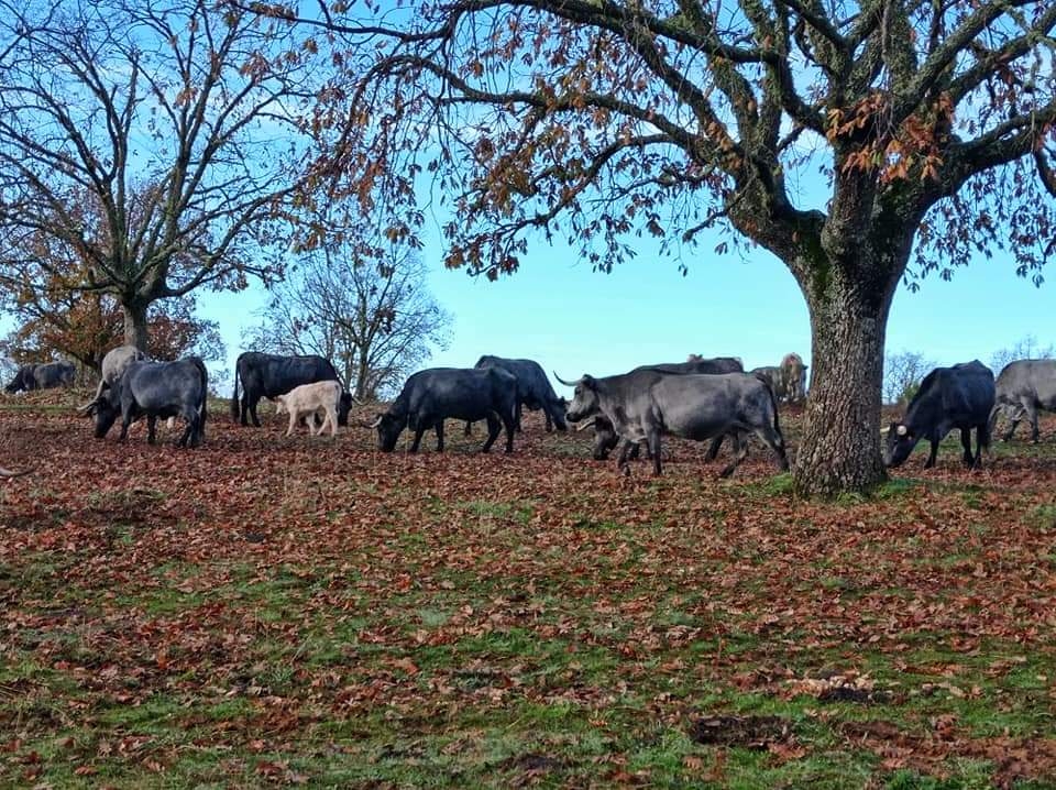 Los veterinarios de Castilla y Le&oacute;n, favor de la revisi&oacute;n del tratado con Mercosur por los perjuicios que puede ocasionar al sector agropecuario