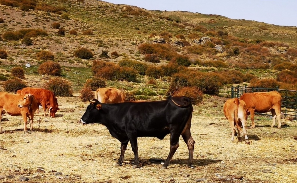 La Diputación de Granada apoya el proyecto de recuperación de la vaca pajuna que impulsa el Colegio de Veterinarios