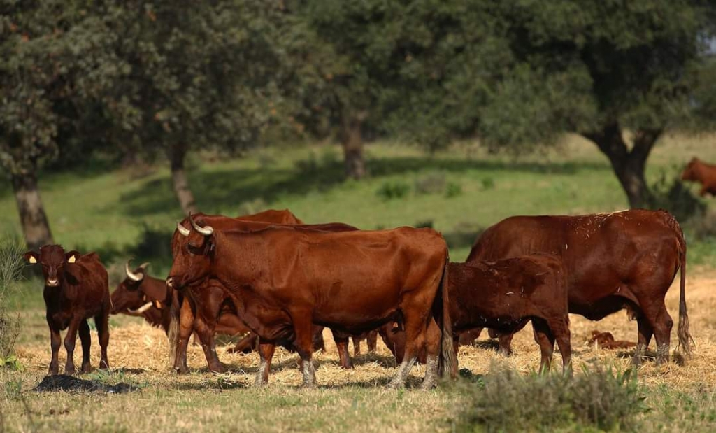 El veterinario de explotación en ganaderías de bovino, contenido de una acción formativa del Colegio de Badajoz