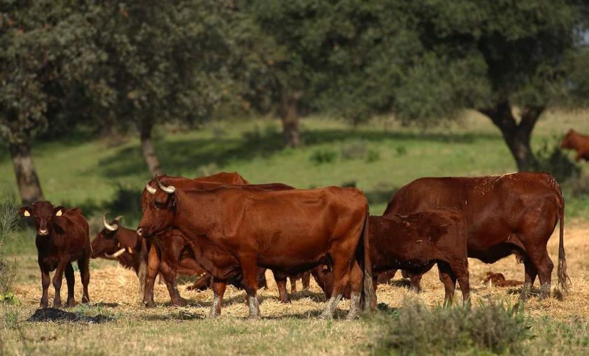 La OCV y ANEMBE abordan en estado de la ganadería de vacuno y reiteran su compromiso con la sanidad y el bienestar animal