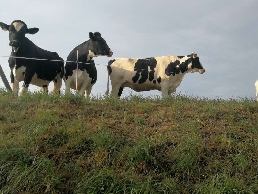 La mejora de la bioseguridad en las granjas de bovino es un aspecto básico en materia sanitaria