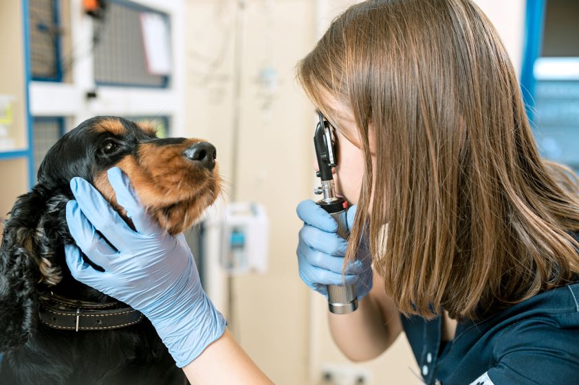  El Colegio de Veterinarios de Valencia alerta ante la oferta creciente de clínicas ‘low cost’ con servicios de dudosa calidad