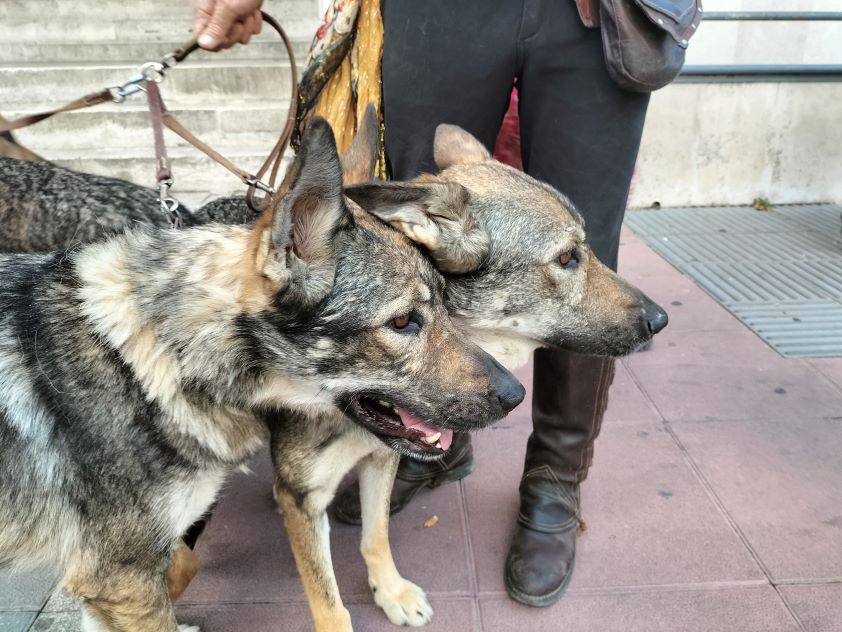 El Colegio de Valladolid aboga por buscar un equilibrio entre la conservación del lobo y la ganadería "desde el rigor científico"