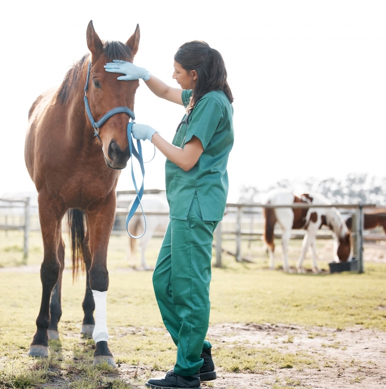 Dos de cada tres nuevos colegiados veterinarios en Toledo son mujeres