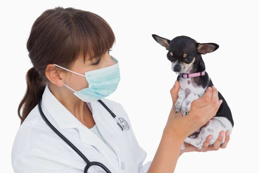 La bioseguridad en clínicas de animales de compañía debe formar parte de la cultura de trabajo de los veterinarios