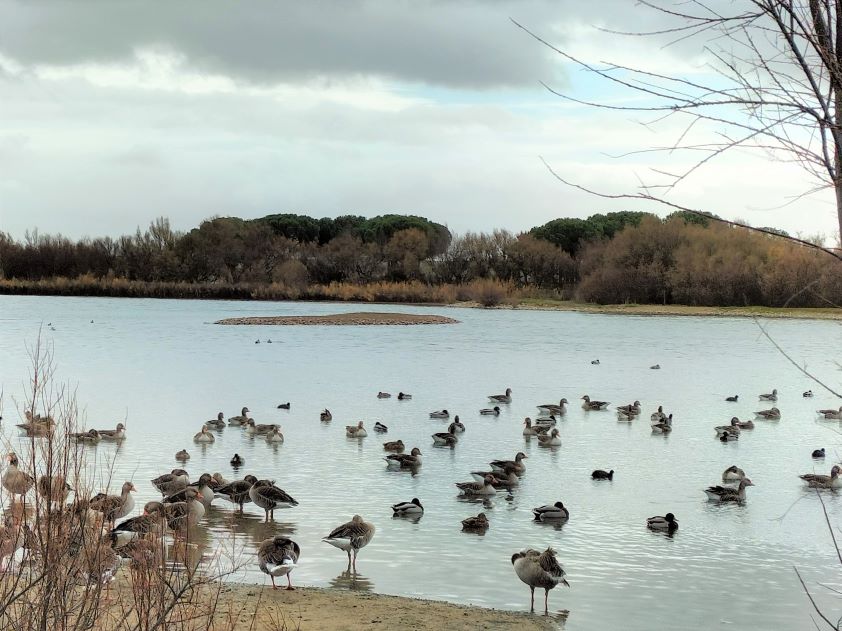 El Consejo de Veterinarios de Castilla y León llama a la tranquilidad ante el brote de gripe aviar de Segovia