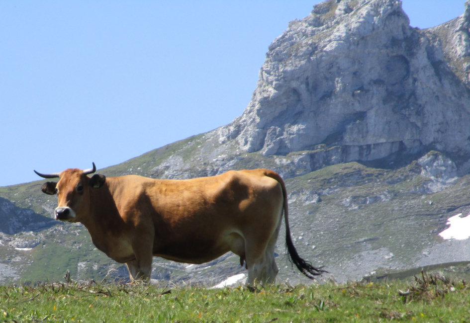 Ganaderos y veterinarios analizan el futuro del sector del vacuno de leche
