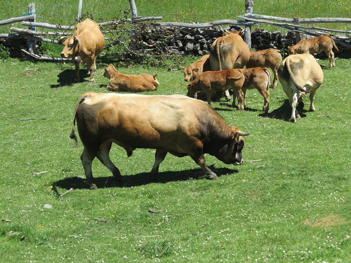 España y Portugal tienen 321 razas autóctonas de animales de producción